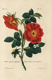 Legendre Prints: Austrian copper rose, Rosa foetida