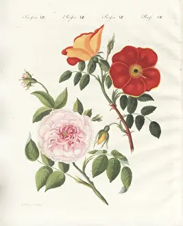 Handcoloredcopperplate Prints: Austrian copper rose and white virgin rose