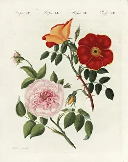 Austrian copper rose and white virgin rose