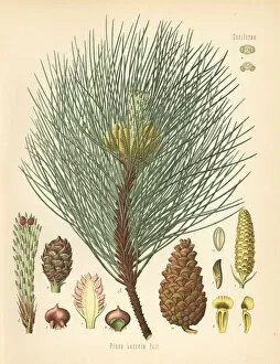 Austrian pine or black pine, Pinus nigra subsp. laricio