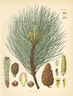 Subsp Prints: Austrian pine or black pine, Pinus nigra subsp. laricio
