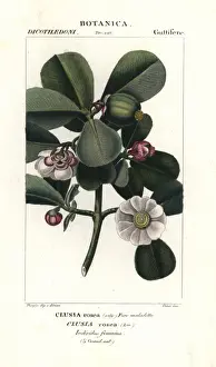 Dictionaryofnaturalscience Prints: Autograph tree, Clusia rosea