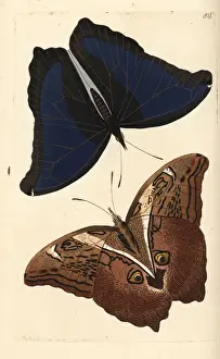 Automedon giant owl, Eryphanis automedon