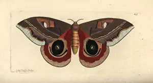 Janus Prints: Automeris janus moth