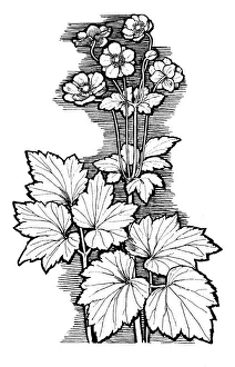 Midgley Collection: Autumn Anemone