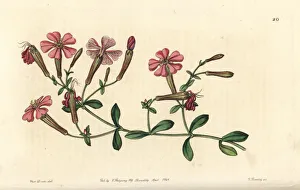 Silene Collection: Autumn catchfly or schafta, Silene schafta