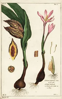Images Dated 20th April 2020: Autumn crocus, Colchicum autumnale