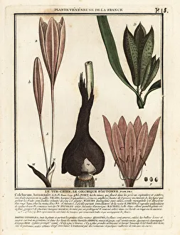 Plante Veneneuse De La France Prints: Autumn crocus, Colchicum autumnale