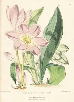Caucasus Prints: Autumn crocus, Colchicum speciosum