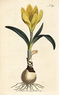 Autumn daffodil, Sternbergia lutea