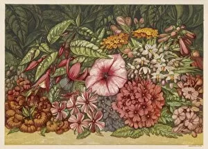 Autumn Flowers 1866