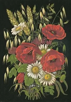 Images Dated 20th May 2011: Autumn Flowers 1880
