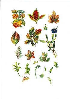 Images Dated 13th November 2015: Autumn foliage on an assortment of Victorian scraps
