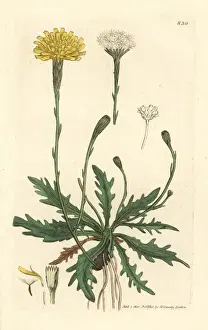 Autumnal Prints: Autumn hawkbit, Scorzoneroides autumnalis