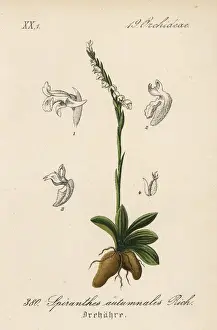 Schlechtendal Prints: Autumn lady s-tresses, Spiranthes spiralis