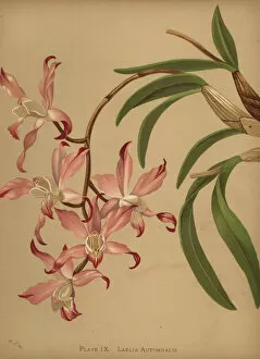 Orchids Gallery: Autumn laelia orchid, Laelia autumnalis