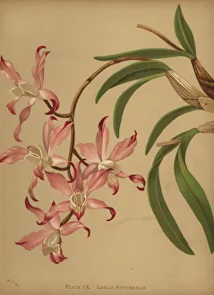 Orchids Gallery: Autumn laelia orchid, Laelia autumnalis
