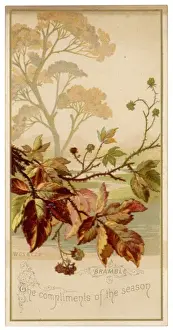 Autumn Leaves