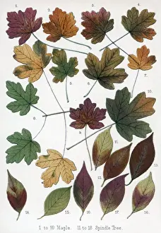 Autumnal Prints: Autumn leaves in autumnal colours