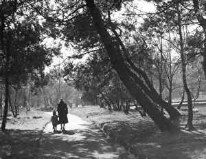 Autumn Walkers
