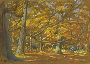Wood Land Prints: Autumn woodland scene