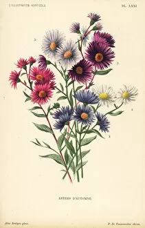 Pieter Collection: Autumnal asters