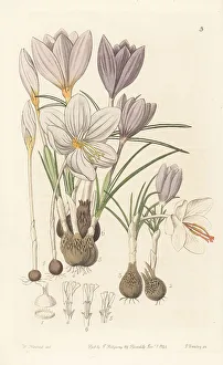Autumnal crocuses