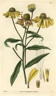Autumnal Prints: Autumnal elecampane or sneezeweed, Helenium autumnale
