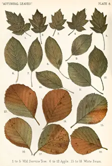 Autumnal Leaves