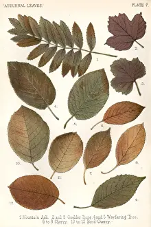 Autumnal Leaves
