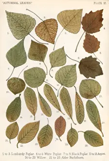 Autumnal Leaves