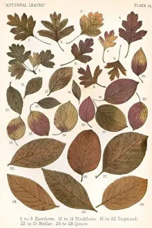 Autumnal Leaves