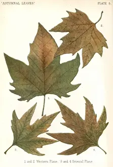 Autumnal Plane Leaves
