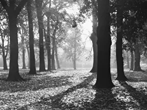 Autumnal Scene