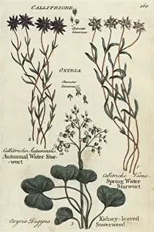 Autumnal Prints: Autumnal and spring water starworts, kidney-leaved sowerweed