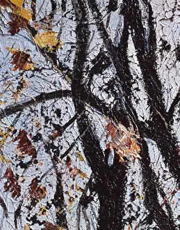 Autumnal trees