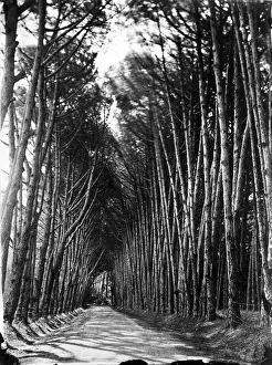 Creepy Prints: Avenue, Cape of Good Hope