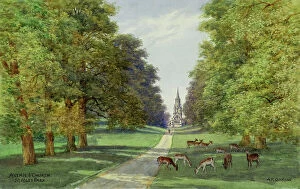 Deer Collection: Avenue and Church, Studley Park, North Yorkshire