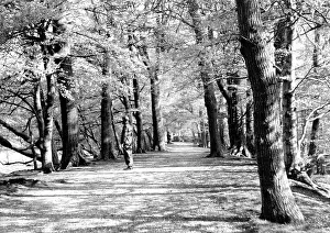 An avenue in the countryside