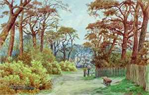 The Avenue, Hampstead Heath, London