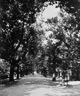 An avenue near Table Mountain. Cape Town, South Africa
