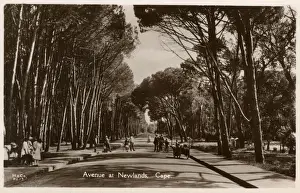 Suburb Prints: Avenue at Newlands, Cape Town, South Africa