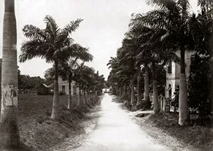 Palms Collection: Avenue of palms, Barbados, West Indies, circa 1900