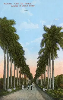 Cuba Prints: Avenue of Royal Palms, Havana, Cuba