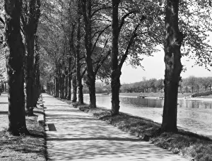 Avenue of Trees
