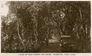 Daisies Prints: Avenue of wild flowers, Wilberforce, Sierra Leone, Africa