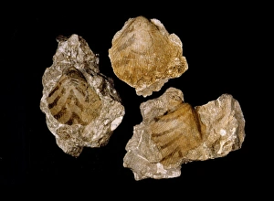 Bivalve Collection: Aviculopecten planoradiatus, bivalve