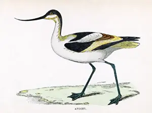 Recurvirostra Prints: Avocet (Morris)