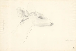 Axis porcinus, hog deer