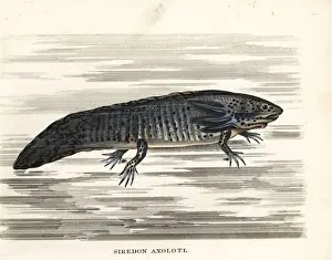 Axolotl, Ambystoma mexicanum. Critically endangered